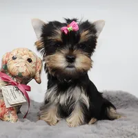 Pepper, a female Yorkshire Terrier for sale in Los Angeles, CA – 4 of 5