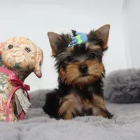 AKC Olive, a male Yorkshire Terrier for sale in Los Angeles, CA – 4 of 5
