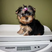 AKC Sabrina, a female Yorkshire Terrier for sale in Los Angeles, CA – 5 of 5
