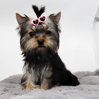 Sprout, a female Yorkshire Terrier for sale in Los Angeles, CA – Photo 3 of 5