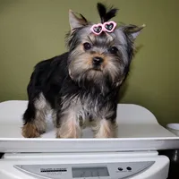 Sprout, a female Yorkshire Terrier for sale in Los Angeles, CA – Photo 5 of 5