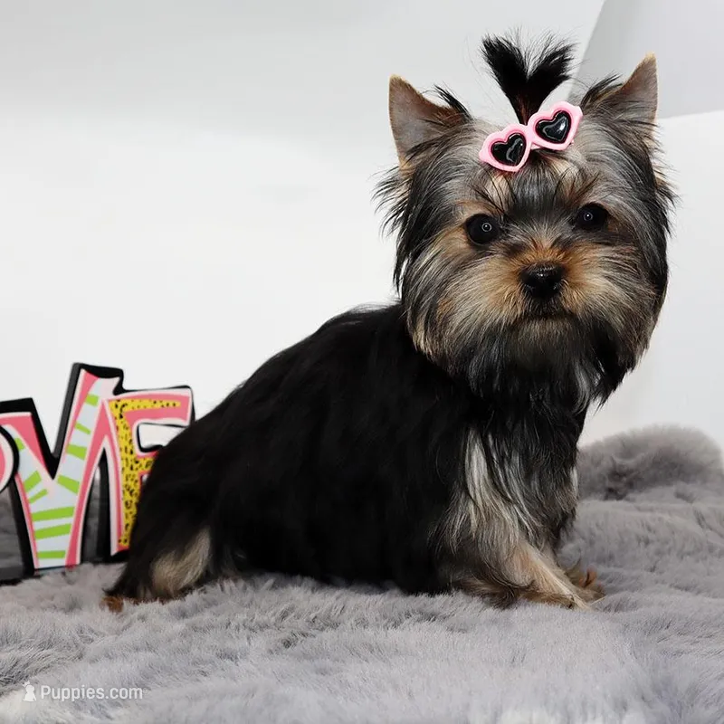 Sprout – Yorkshire Terrier puppy for sale in Los Angeles, CA