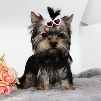 Sprout, a female Yorkshire Terrier for sale in Los Angeles, CA – Photo 4 of 5