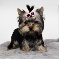 Sprout, a female Yorkshire Terrier for sale in Los Angeles, CA – Photo 2 of 5