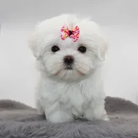Tiny girl Bambi, a female Maltese for sale in Los Angeles, CA – 2 of 5