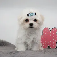 Mozzarella , a male Maltese for sale in Los Angeles, CA – 4 of 5