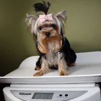 Micro girl Mia, a female Yorkshire Terrier for sale in Los Angeles, CA – 5 of 5
