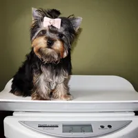 Hershey, a female Yorkshire Terrier for sale in Los Angeles, CA – 5 of 5