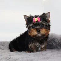Tiny girl Elfie, a female Yorkshire Terrier for sale in Los Angeles, CA – 2 of 5