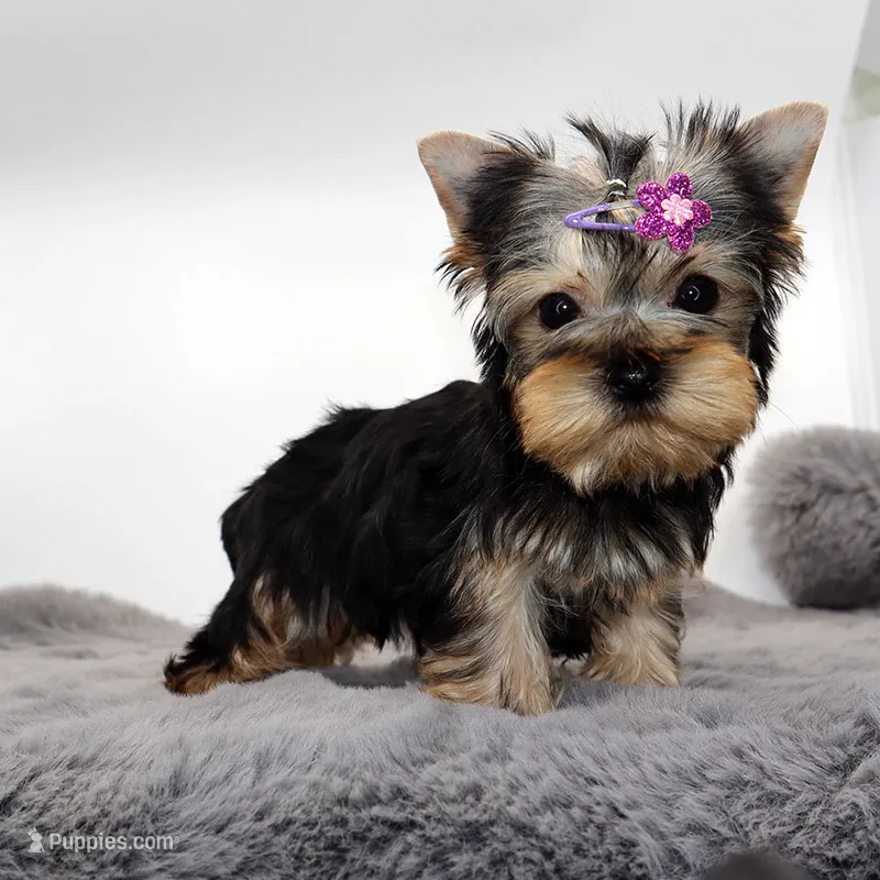 Bluey – Yorkshire Terrier puppy for sale in Los Angeles, CA