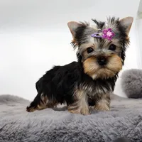 Bluey, a female Yorkshire Terrier for sale in Los Angeles, CA – 1 of 5