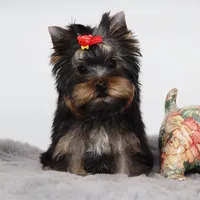 Micro girl Joan, a female Yorkshire Terrier for sale in Los Angeles, CA – 4 of 5