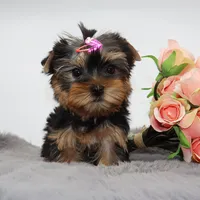 AKC Sabrina, a female Yorkshire Terrier for sale in Los Angeles, CA – 4 of 5