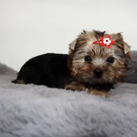 Goldie, a female Yorkshire Terrier for sale in Los Angeles, CA – 4 of 5