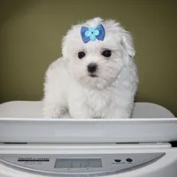 Milo, a male Maltese for sale in Los Angeles, CA – 5 of 5