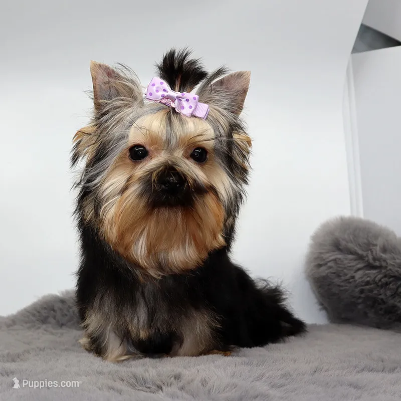 Bluey – Yorkshire Terrier puppy for sale in Los Angeles, CA