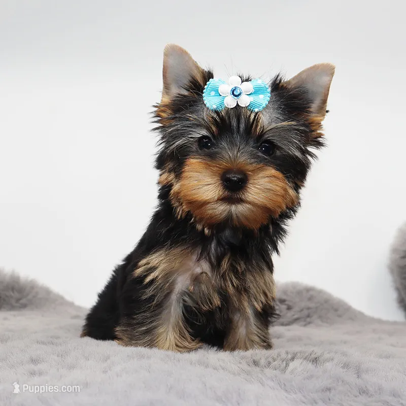 Kirby – Yorkshire Terrier puppy for sale in Los Angeles, CA