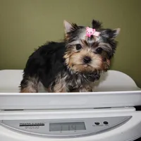 Crumble, a female Yorkshire Terrier for sale in Los Angeles, CA – Photo 3 of 5
