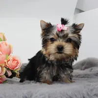 Crumble, a female Yorkshire Terrier for sale in Los Angeles, CA – Photo 5 of 5