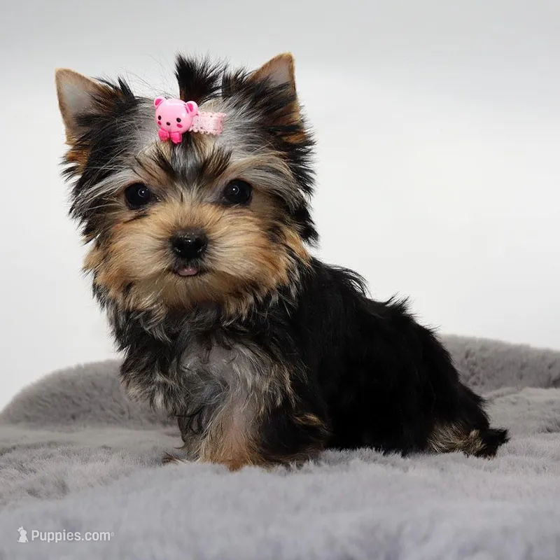 Crumble – Yorkshire Terrier puppy for sale in Los Angeles, CA