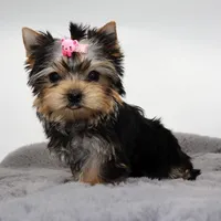 Crumble, a female Yorkshire Terrier for sale in Los Angeles, CA – Photo 1 of 5