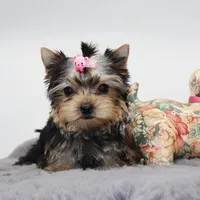 Crumble, a female Yorkshire Terrier for sale in Los Angeles, CA – Photo 4 of 5