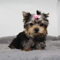 Crumble, a female Yorkshire Terrier for sale in Los Angeles, CA – Photo 2 of 5