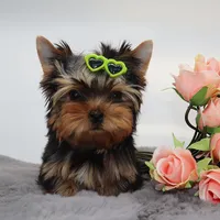 Django, a male Yorkshire Terrier for sale in Los Angeles, CA – 2 of 5