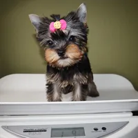 Glossy, a female Yorkshire Terrier for sale in Los Angeles, CA – 5 of 5