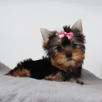 Ginger, a female Yorkshire Terrier for sale in Los Angeles, CA – 2 of 5