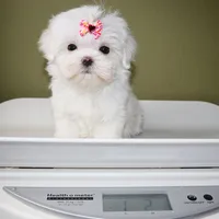 Tiny girl Bambi, a female Maltese for sale in Los Angeles, CA – 5 of 5