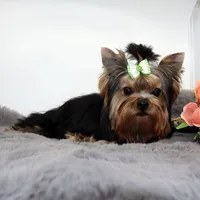 Django, a male Yorkshire Terrier for sale in Los Angeles, CA – 3 of 5