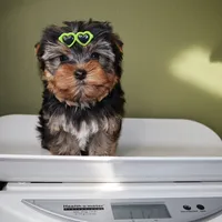 Chewbacca, a male Yorkshire Terrier for sale in Los Angeles, CA – Photo 5 of 5