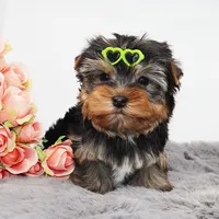 Chewbacca, a male Yorkshire Terrier for sale in Los Angeles, CA – Photo 3 of 5