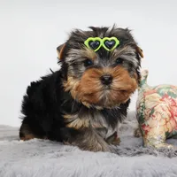 Chewbacca, a male Yorkshire Terrier for sale in Los Angeles, CA – Photo 2 of 5