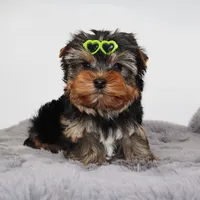 Chewbacca, a male Yorkshire Terrier for sale in Los Angeles, CA – Photo 4 of 5