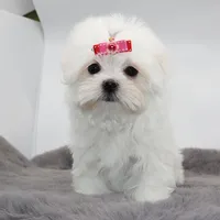 Lumi, a female Maltese for sale in Los Angeles, CA – 1 of 5