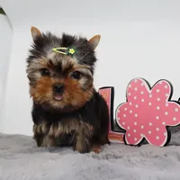 Kingston, a male Yorkshire Terrier for sale in Los Angeles, CA – Photo 4 of 5