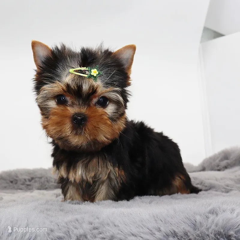 Kingston – Yorkshire Terrier puppy for sale in Los Angeles, CA