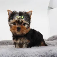 Kingston, a male Yorkshire Terrier for sale in Los Angeles, CA – Photo 1 of 5