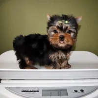 Kingston, a male Yorkshire Terrier for sale in Los Angeles, CA – Photo 5 of 5