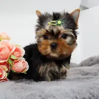 Kingston, a male Yorkshire Terrier for sale in Los Angeles, CA – Photo 2 of 5