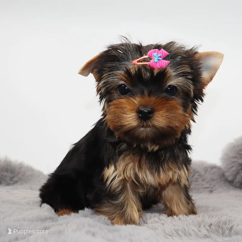 Quinoa – Yorkshire Terrier puppy for sale in Los Angeles, CA