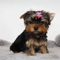 Quinoa, a female Yorkshire Terrier for sale in Los Angeles, CA – 1 of 5