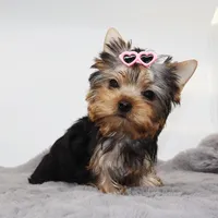 Millie, a female Yorkshire Terrier for sale in Los Angeles, CA – Photo 2 of 5