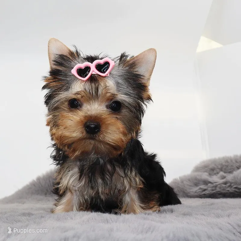 Millie – Yorkshire Terrier puppy for sale in Los Angeles, CA
