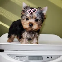 Millie, a female Yorkshire Terrier for sale in Los Angeles, CA – Photo 5 of 5