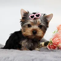 Millie, a female Yorkshire Terrier for sale in Los Angeles, CA – Photo 4 of 5