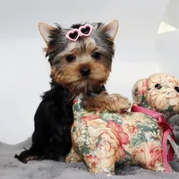 Millie, a female Yorkshire Terrier for sale in Los Angeles, CA – Photo 3 of 5