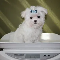 Tiny boy Rice, a male Maltese for sale in Los Angeles, CA – 5 of 5